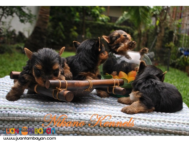 yorkie puppies for sale philippines terrier yorkie puppies for sale para 241 aque juantambayan free yorkie puppies for sale philippines terrier yorkie puppies for sale para 241 aque juantambayan free