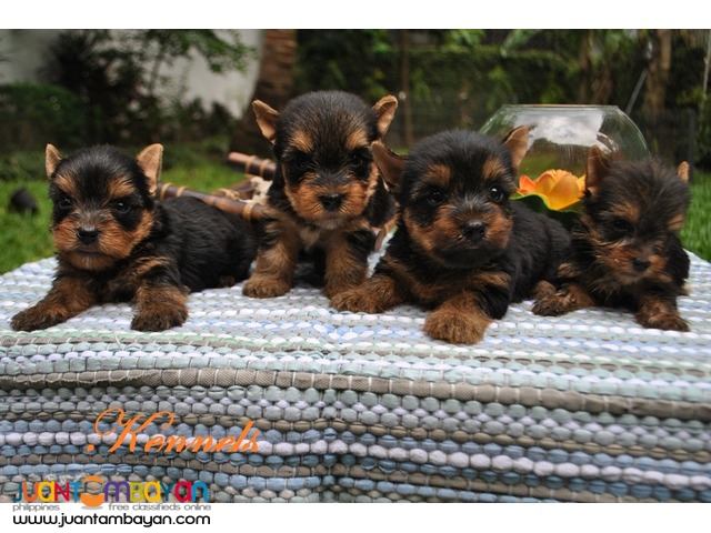 yorkie puppies for sale philippines terrier yorkie puppies for sale para 241 aque juantambayan free yorkie puppies for sale philippines terrier yorkie puppies for sale para 241 aque juantambayan free