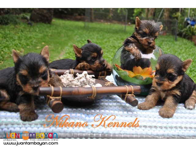 yorkie puppies for sale philippines terrier yorkie puppies for sale para 241 aque juantambayan free yorkie puppies for sale philippines terrier yorkie puppies for sale para 241 aque juantambayan free