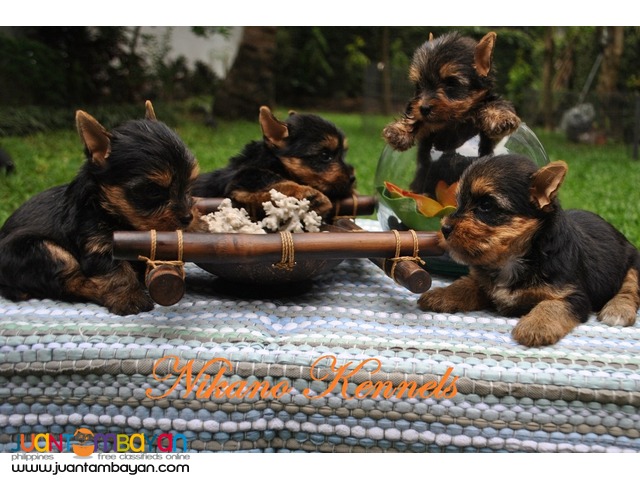 yorkie puppies for sale philippines terrier yorkie puppies for sale para 241 aque juantambayan free yorkie puppies for sale philippines terrier yorkie puppies for sale para 241 aque juantambayan free