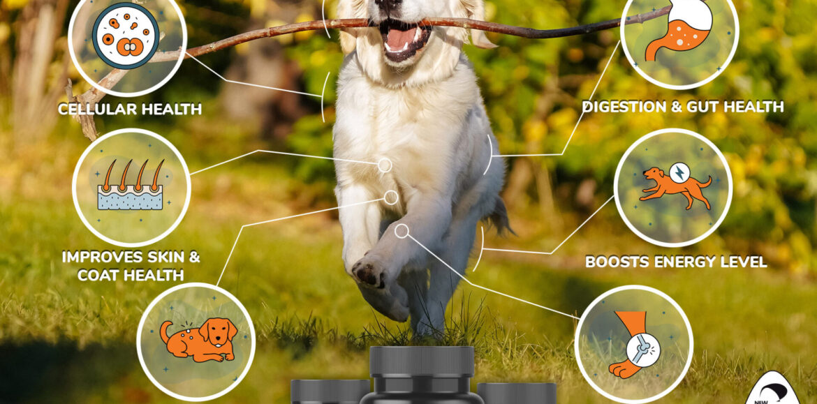 Cellular BOOST and Essential OMEGAS Review – Unlocking Optimal Pet Health