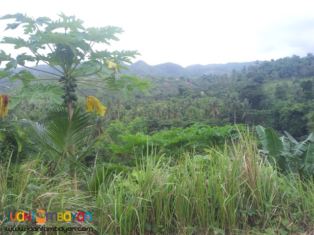 27,500 sq.m lot for sale in Palompon, Leyte