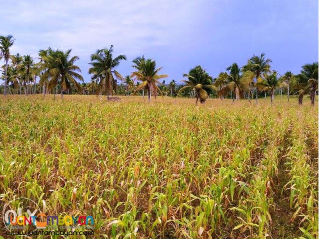 2.2 hectare Poultry Lot in Cebu City 2.2 hectare Poultry Lot in Cebu City
