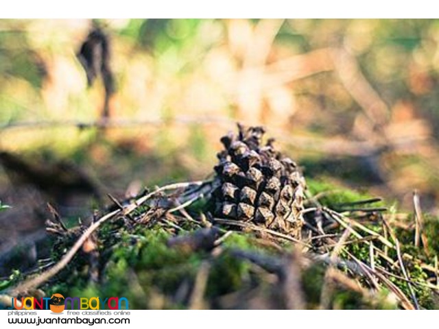 Baguio Tour Package, Hotel Veniz Baguio Tour Package, Hotel Veniz