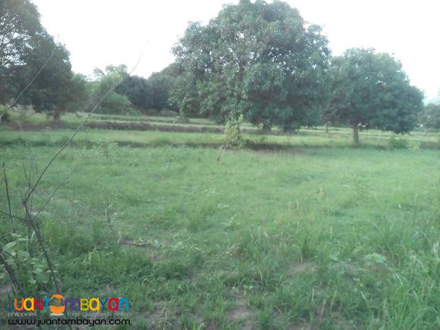 farm lot with 300 fully grown mango trees in zambales