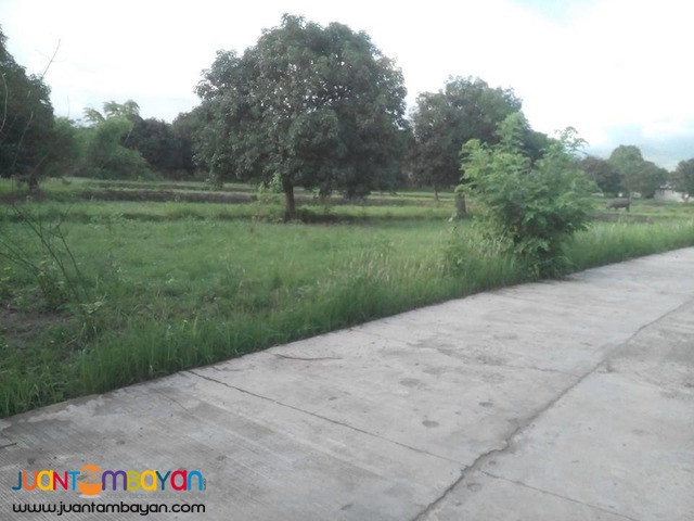 farm lot with 300 fully grown mango trees in zambales