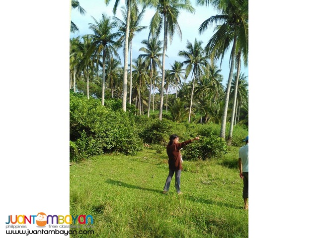 coconut, riceland