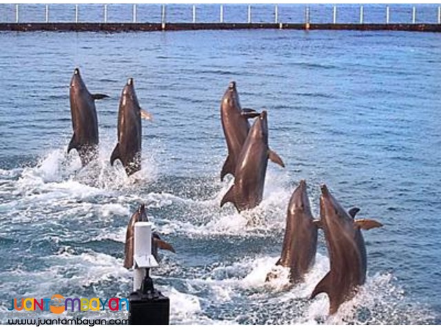 Subic tour package, overnight + Zoobic Safari, Ocean Adventure Subic tour package, overnight + Zoobic Safari, Ocean Adventure