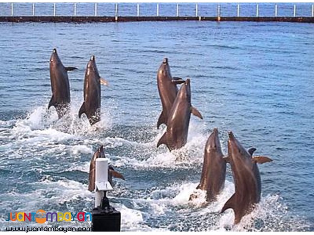 Subic tour package, overnight + Zoobic Safari, Ocean Adventure