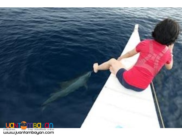 Bais Dolphin Watching, Budget Bais Dolphin Watching, Budget