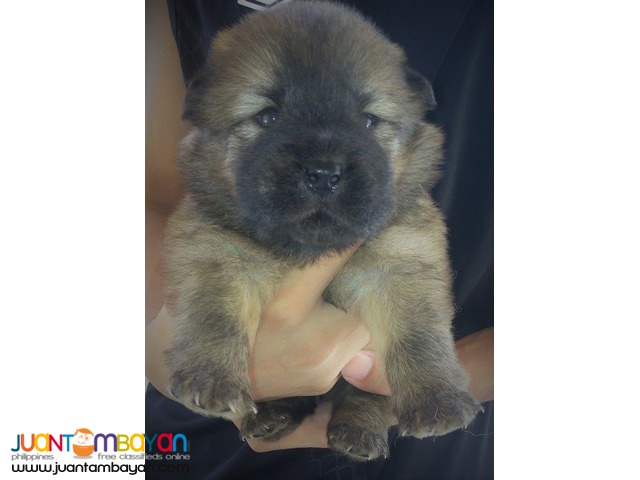 CHOW CHOW PUPPIES