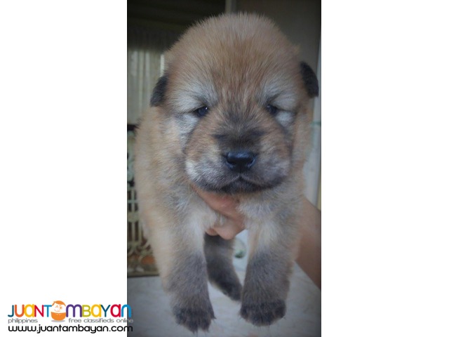 CHOW CHOW PUPPIES