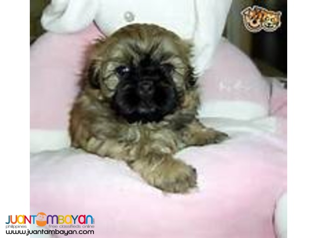 Shih Tzu Female Liver color with Free
