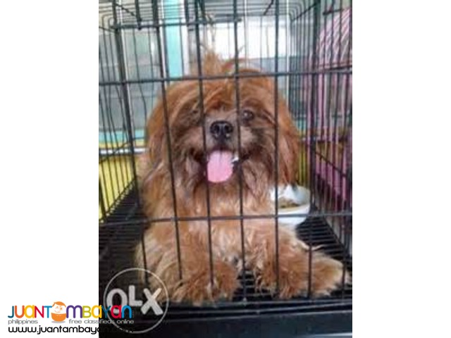 Shih Tzu Stud (liver color)