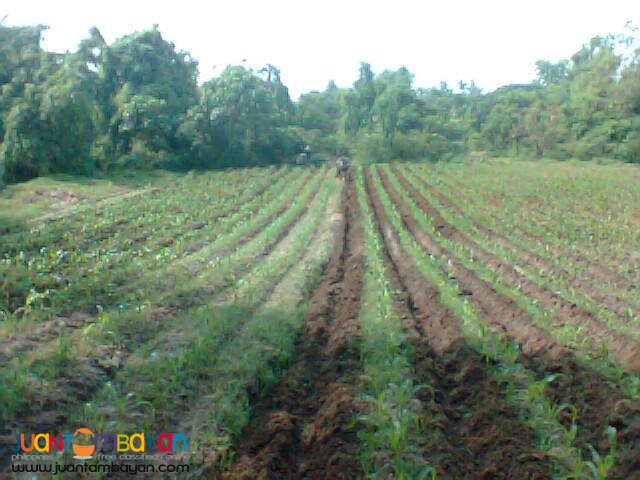 FARM LOT IN ZAMBALES FOR RENT or sale