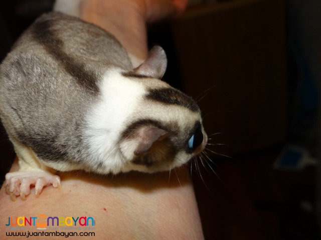 Bonded Pair Of Sugar Gliders Available For Re-homing