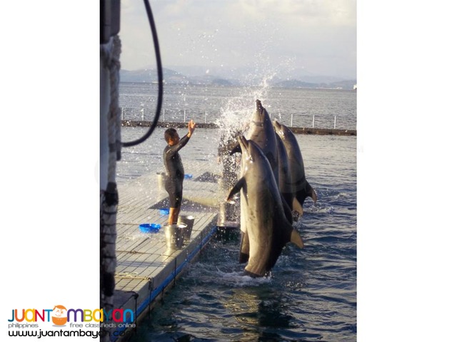 Subic tour package, the perfect nature and animal adventure