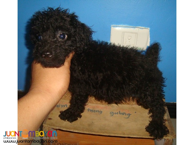  QUALITY TOY POODLE BEST GIFT FOR YOUR KIDS AT HOME 