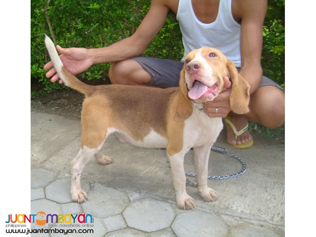 Quality Rare Choco Tri Color Beagle for Rush Sale