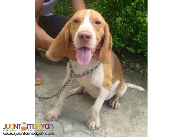 Quality Rare Choco Tri Color Beagle for Rush Sale