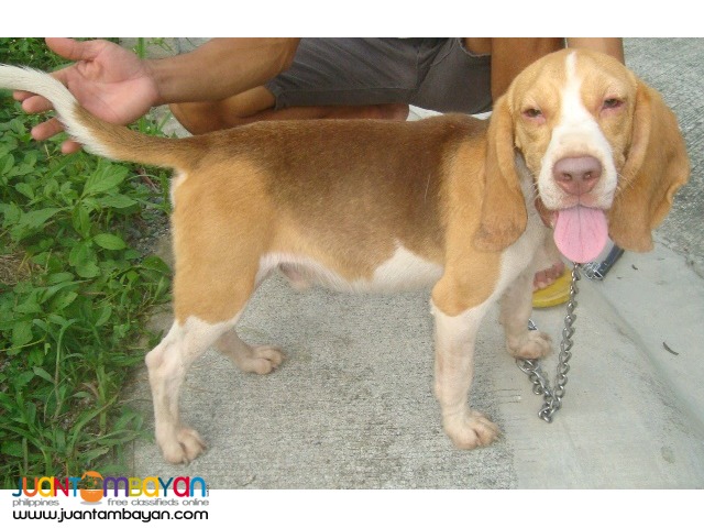 Quality Rare Choco Tri Color Beagle for Rush Sale