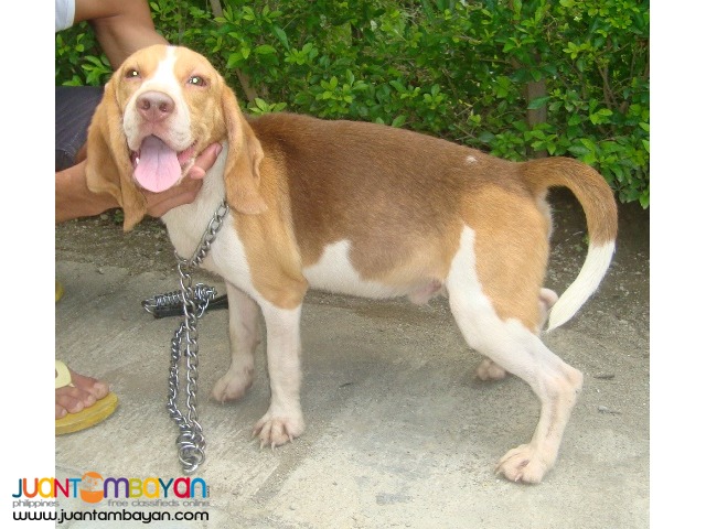 Quality Rare Choco Tri Color Beagle for Rush Sale