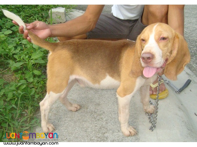 Quality Rare Choco Tri Color Beagle for Rush Sale