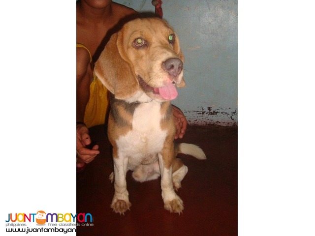  QUALITY RARE BLUE TRICOLOR IMPORTED LINE BEAGLE FOR STUD SERVICE