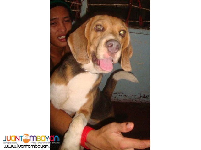  QUALITY RARE BLUE TRICOLOR IMPORTED LINE BEAGLE FOR STUD SERVICE