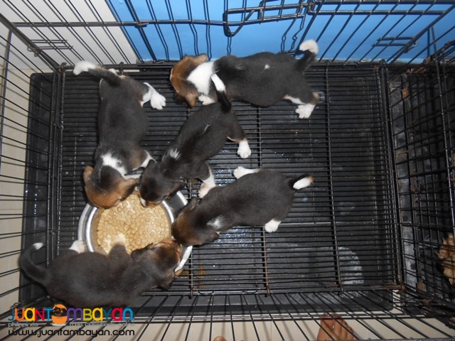  CUTE AND CUDDLY BEAGLE PUPPIES FOR YOUR HOMES 