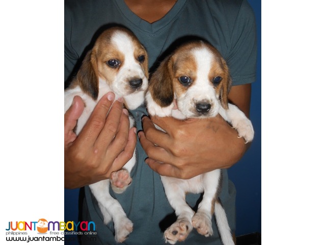  CUTE AND CUDDLY BEAGLE PUPPIES FOR YOUR HOMES 