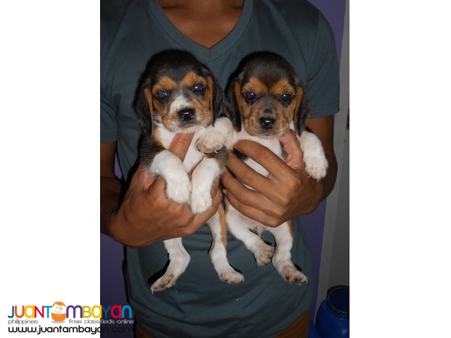  CUTE AND CUDDLY BEAGLE PUPPIES FOR YOUR HOMES 