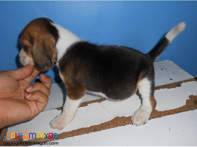  CUTE AND CUDDLY BEAGLE PUPPIES FOR YOUR HOMES 