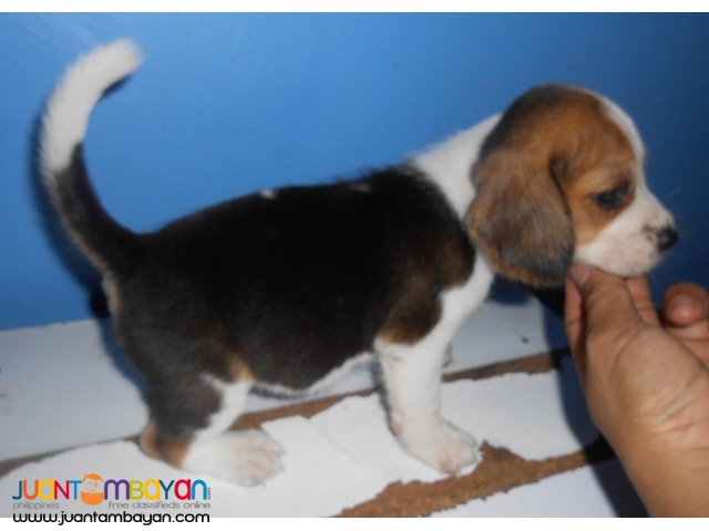  CUTE AND CUDDLY BEAGLE PUPPIES FOR YOUR HOMES 