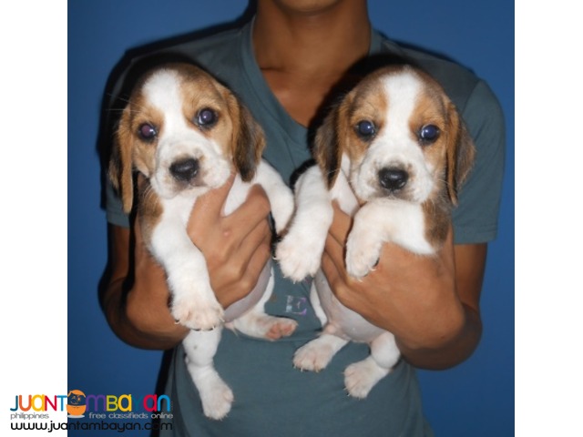 CUTE AND CUDDLY BEAGLE PUPPIES FOR YOUR HOMES 