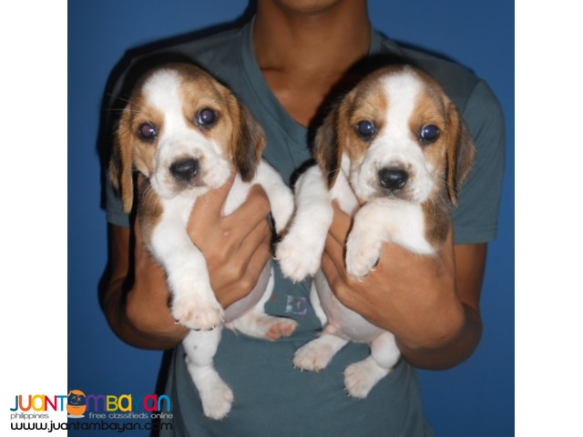  CUTE AND CUDDLY BEAGLE PUPPIES FOR YOUR HOMES 