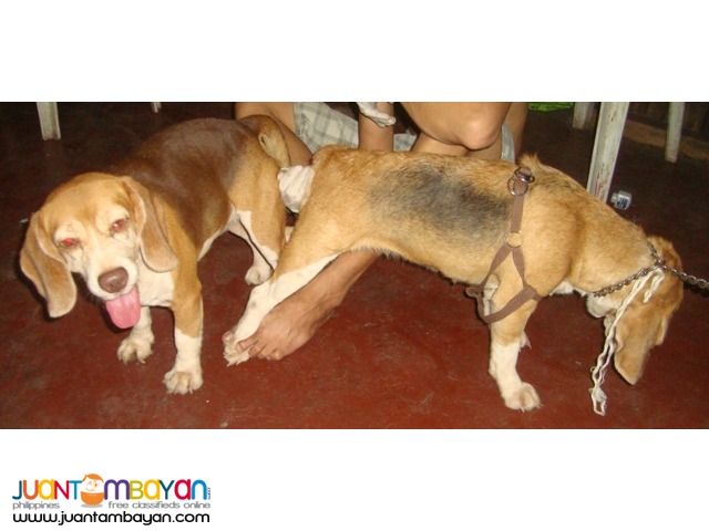  QUALITY STUD BEAGLES 22, 25, 28 REDS RARE COLORS AVAILABLE