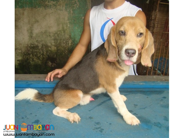  QUALITY STUD BEAGLES 22, 25, 28 REDS RARE COLORS AVAILABLE