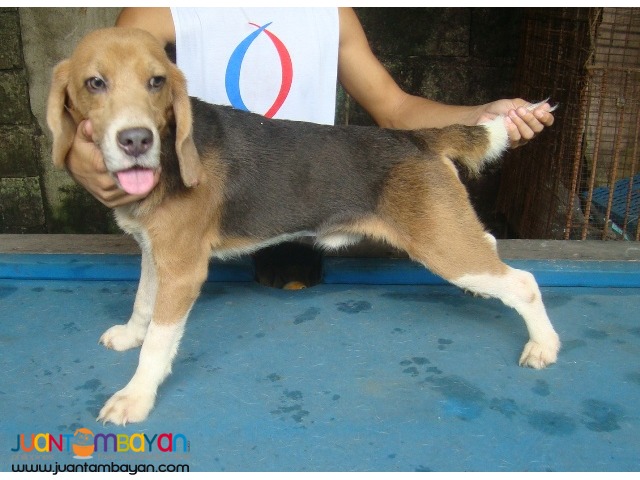  QUALITY STUD BEAGLES 22, 25, 28 REDS RARE COLORS AVAILABLE