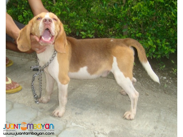  QUALITY STUD BEAGLES 22, 25, 28 REDS RARE COLORS AVAILABLE
