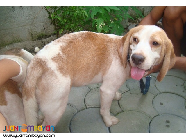  QUALITY STUD BEAGLES 22, 25, 28 REDS RARE COLORS AVAILABLE