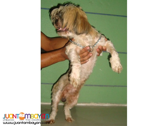  QUALITY 20  RED MARKS PROLIFIC STUD SHIH TZU FOR STUD OR SALE