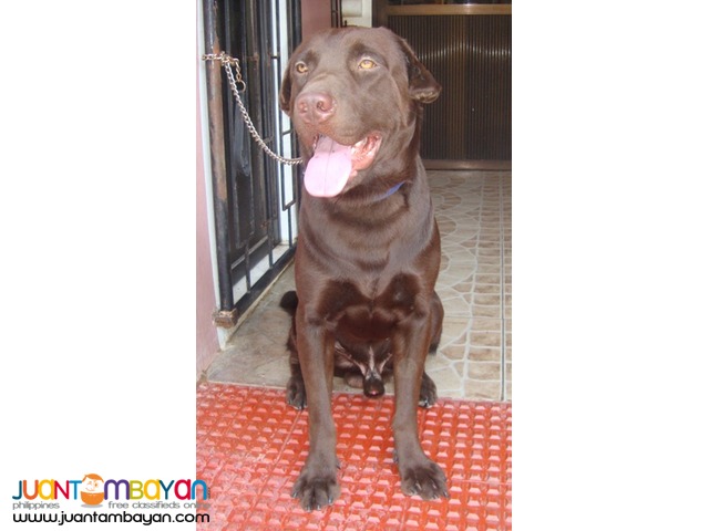  QUALITY XXL CHOCO ENGLISH LABRADOR STUD HEAVY USA / UK LINE 