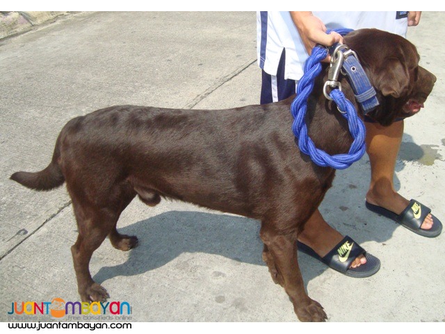  QUALITY XXL CHOCO ENGLISH LABRADOR STUD HEAVY USA / UK LINE 