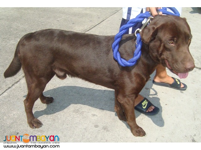  QUALITY XXL CHOCO ENGLISH LABRADOR STUD HEAVY USA / UK LINE 