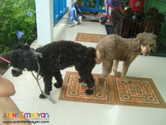 VERY PROLIFIC CHOCO PHANTOM STUD POODLE ALREADY WITH MICROCHIP