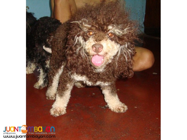 VERY PROLIFIC CHOCO PHANTOM STUD POODLE ALREADY WITH MICROCHIP