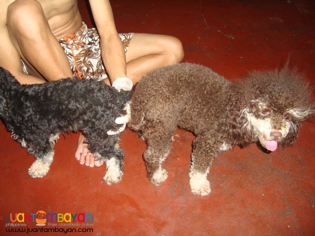 VERY PROLIFIC CHOCO PHANTOM STUD POODLE ALREADY WITH MICROCHIP