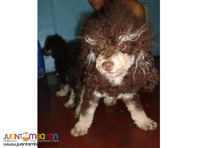 VERY PROLIFIC CHOCO PHANTOM STUD POODLE ALREADY WITH MICROCHIP