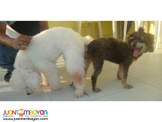 VERY PROLIFIC CHOCO PHANTOM STUD POODLE ALREADY WITH MICROCHIP